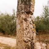 Il �terzo Menhir di Sovereto� si trovava in strada vicinale Cappella del Vico, in contrada Borgo Ginestra.
La sua altezza raggiungeva i 2 metri e 10 centimetri (considerando solo la parte che fuoriusciva dal terreno) e aveva una particolarit�: presentava un azimut di 0 gradi (foto di Pina Catino tratta da "Il Portaledelsud.org")